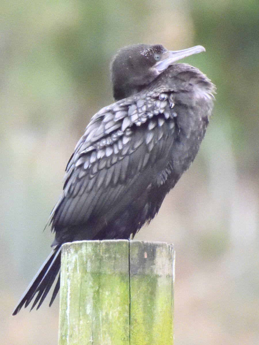 Little Black Cormorant - ML620836917