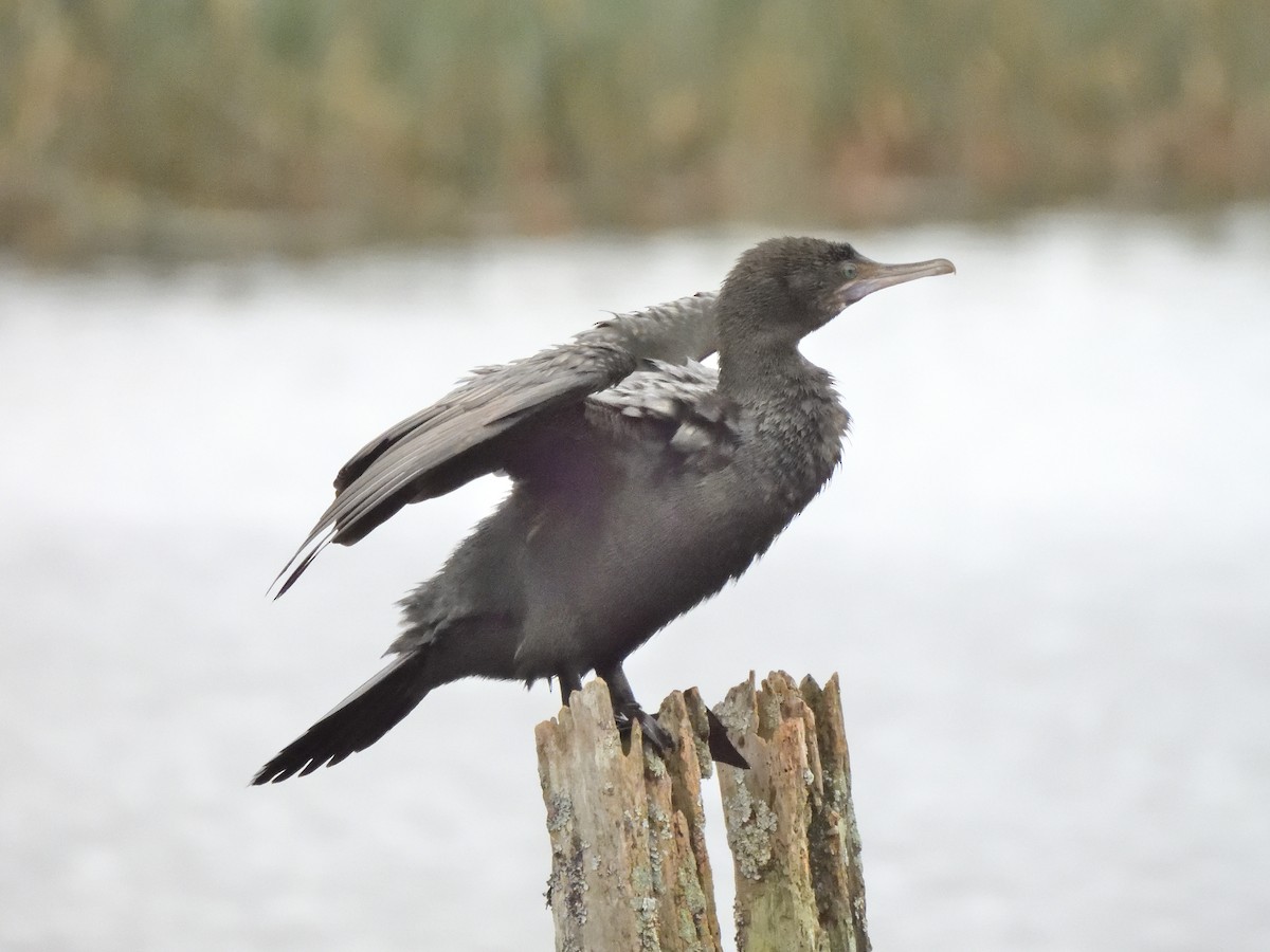 Little Black Cormorant - ML620836918