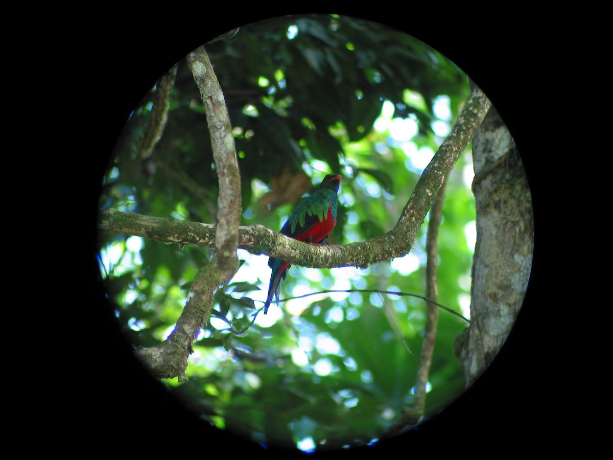 Quetzal pavonin - ML620836919