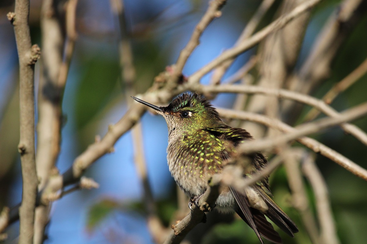 Green-backed Firecrown - ML620836925