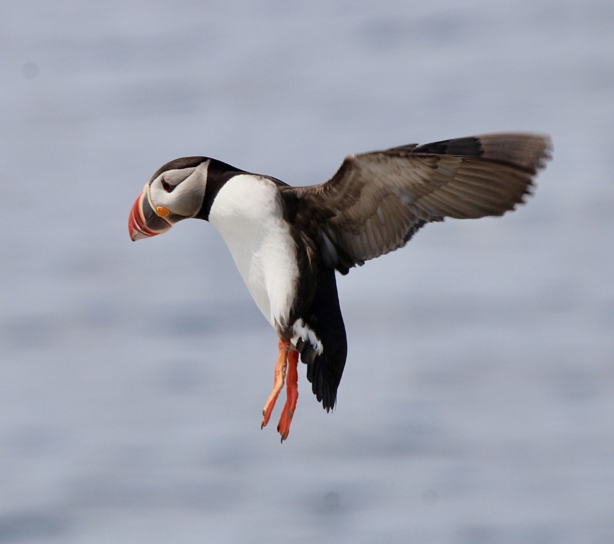 Atlantic Puffin - Adrien C