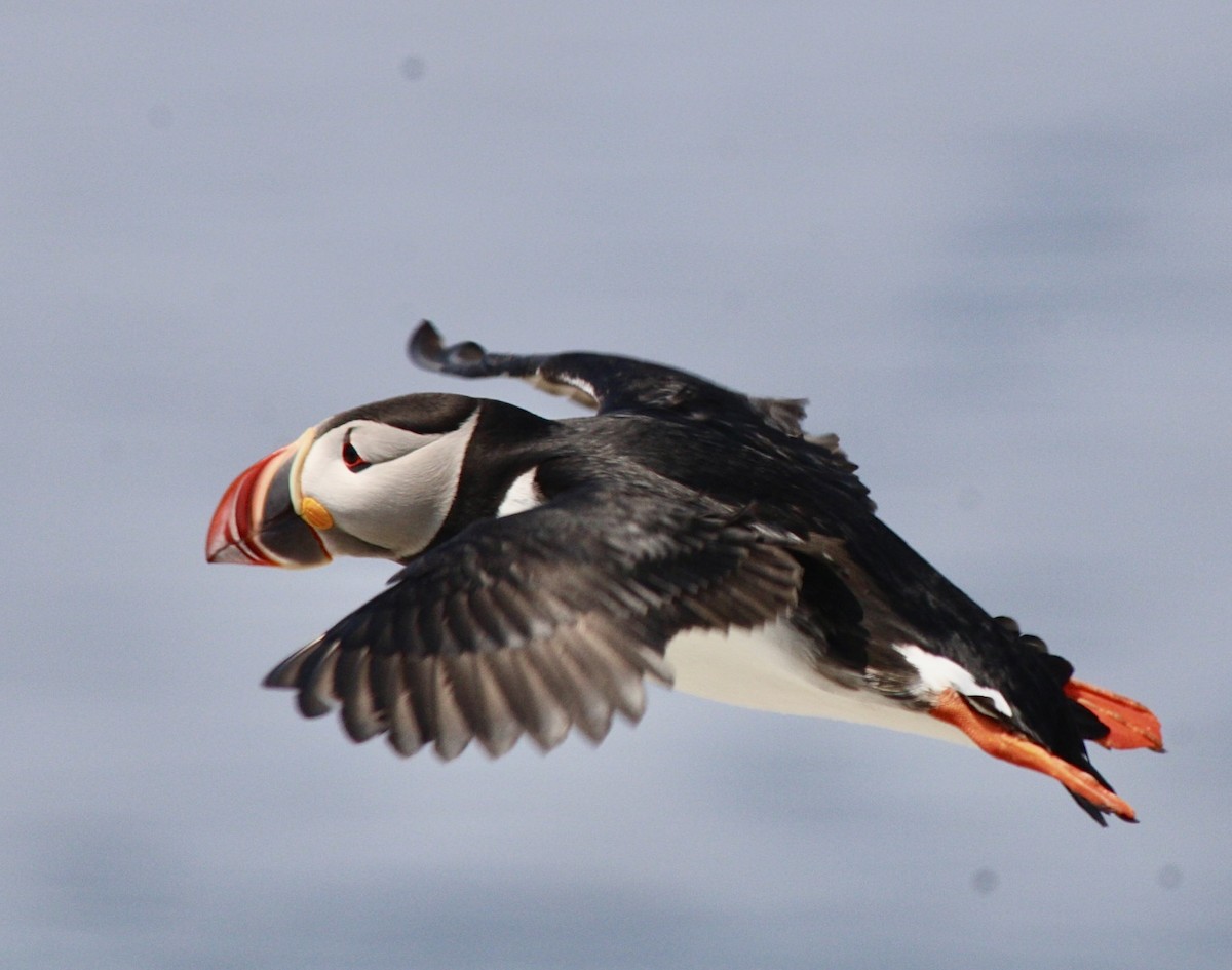 Atlantic Puffin - ML620836929