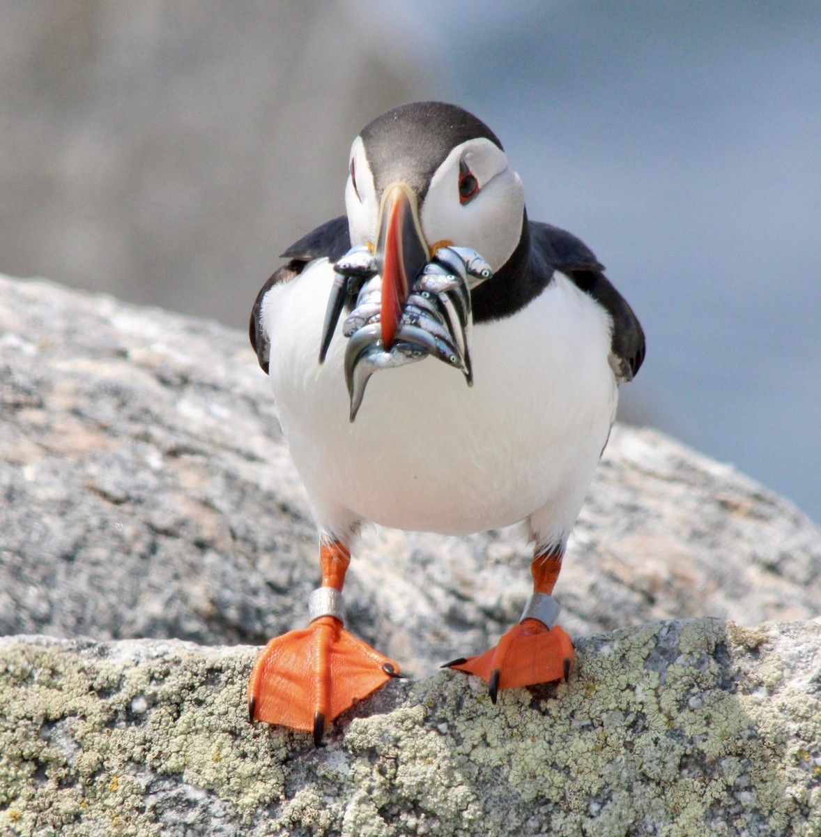 Atlantic Puffin - ML620836932