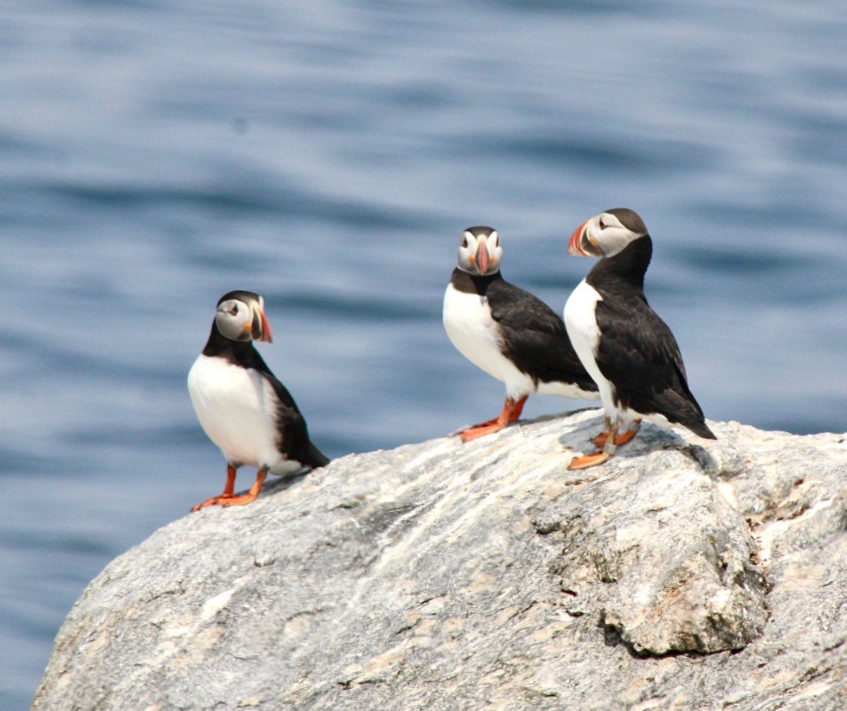 Atlantic Puffin - ML620836933