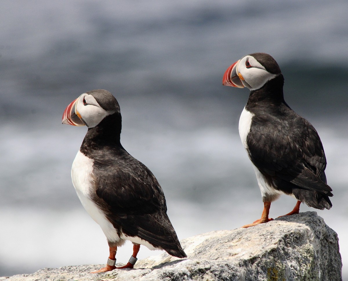 Atlantic Puffin - ML620836934