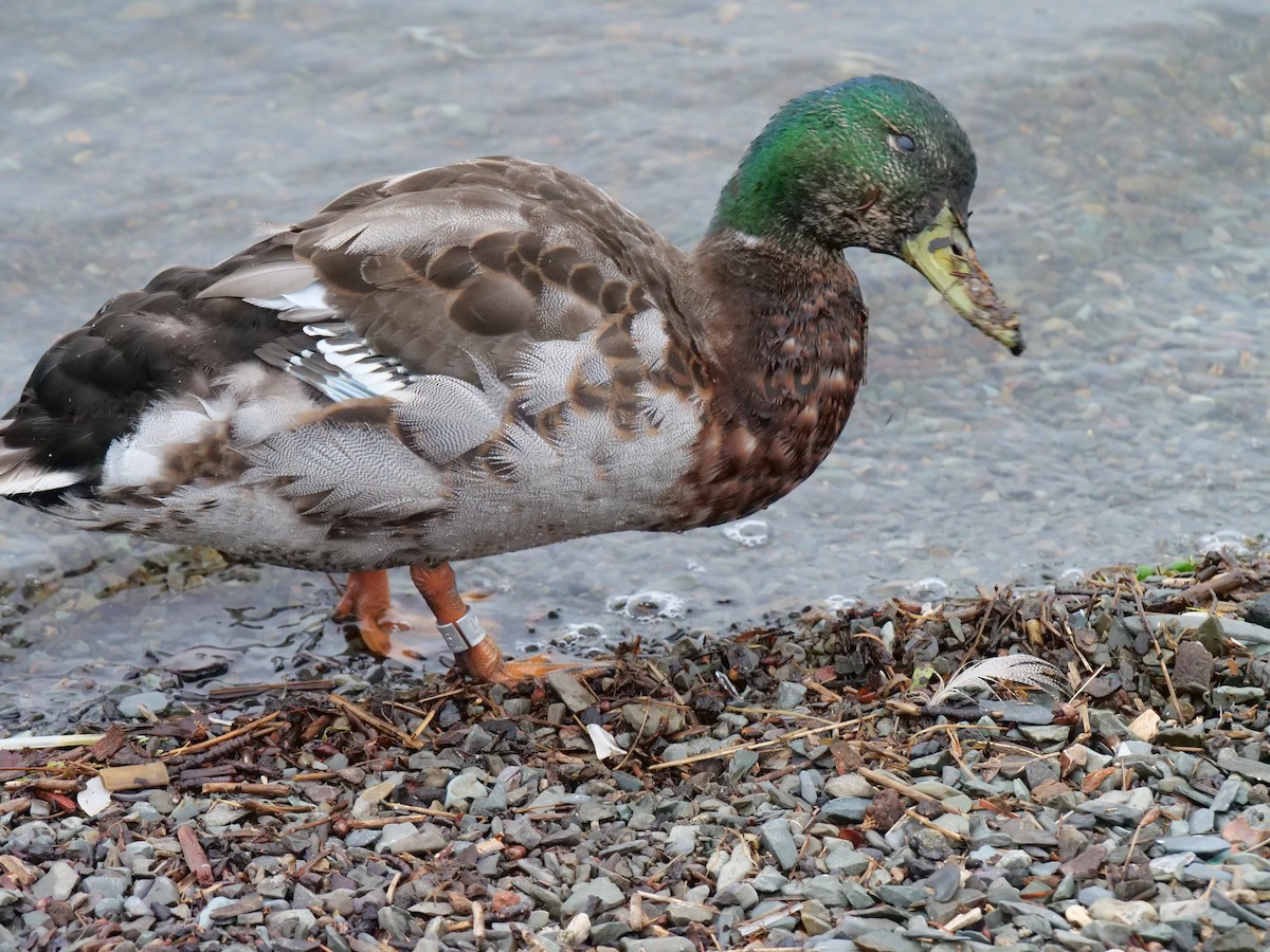 Canard colvert - ML620836935