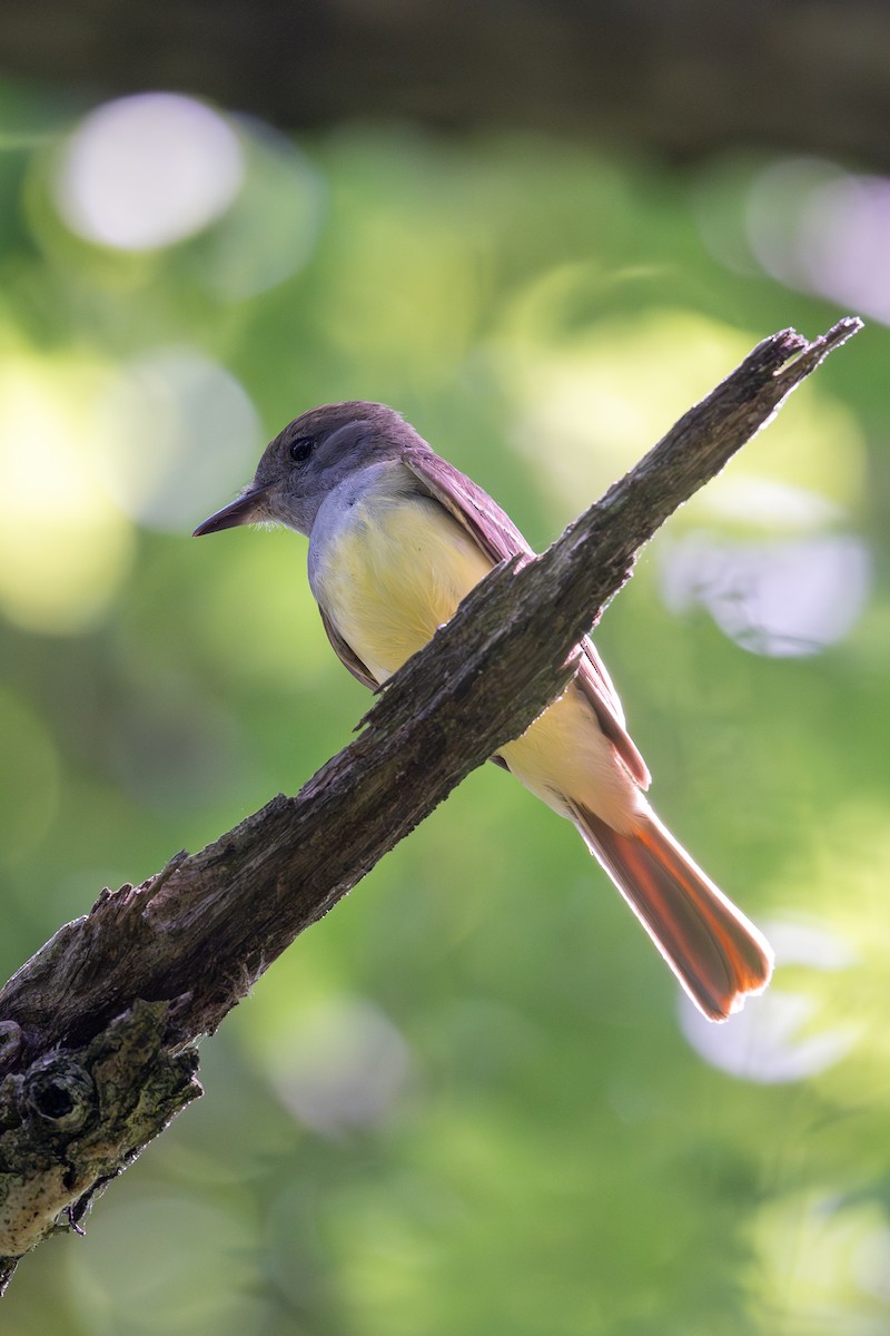 Great Crested Flycatcher - ML620836936