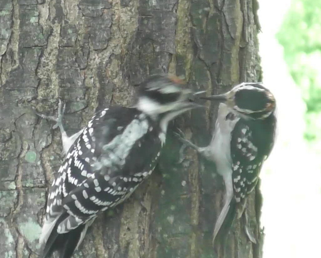 Hairy Woodpecker - ML620836939