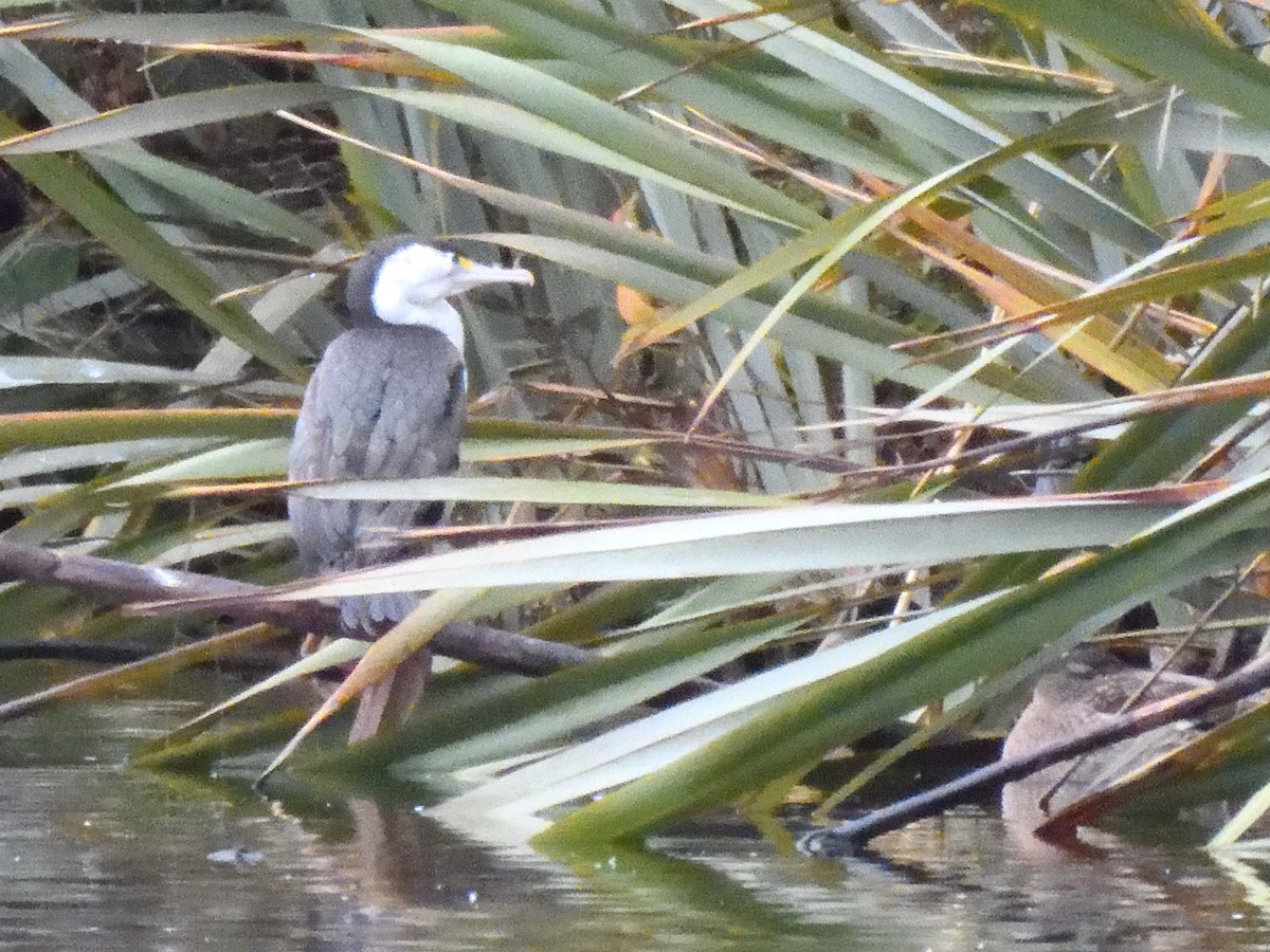 Pied Cormorant - ML620836941