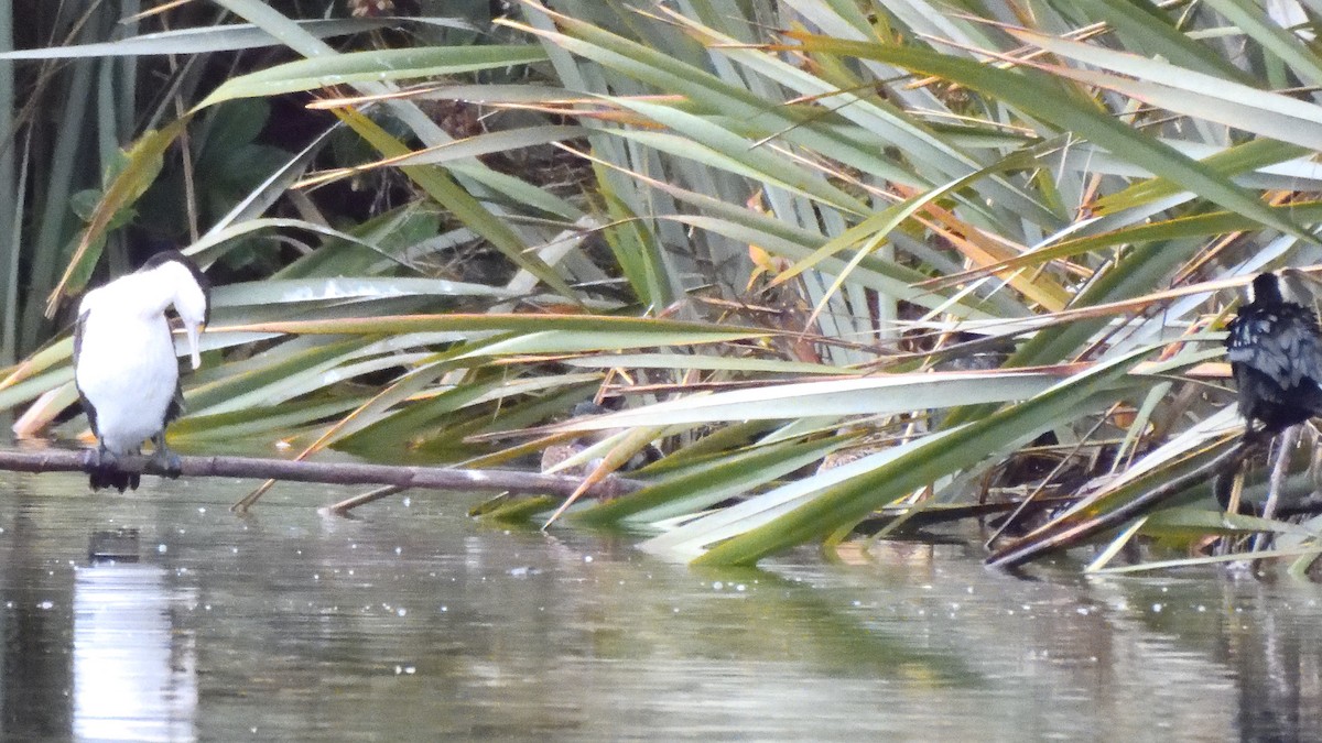 Pied Cormorant - ML620836943