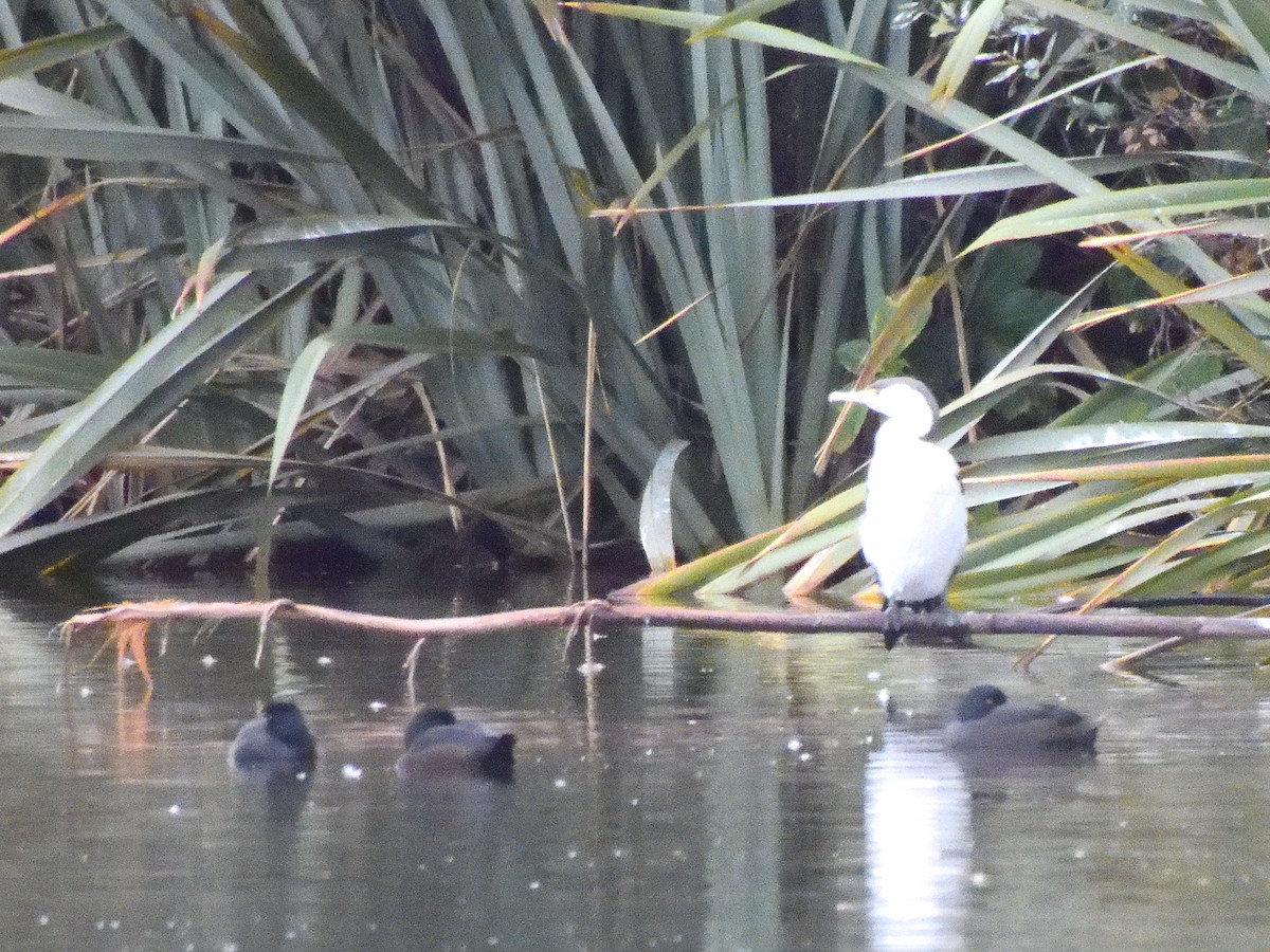 Pied Cormorant - ML620836944