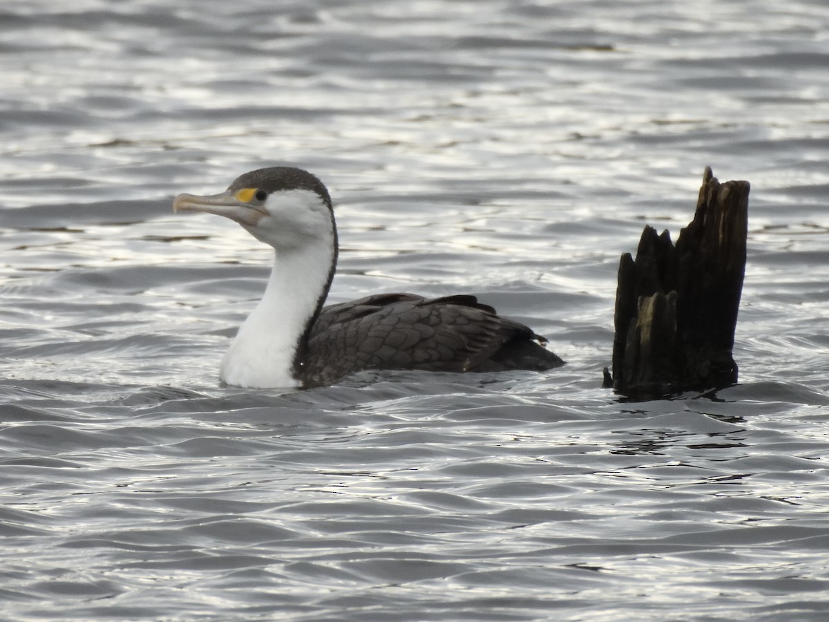 Pied Cormorant - ML620836945