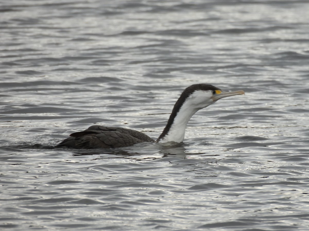 Pied Cormorant - ML620836946