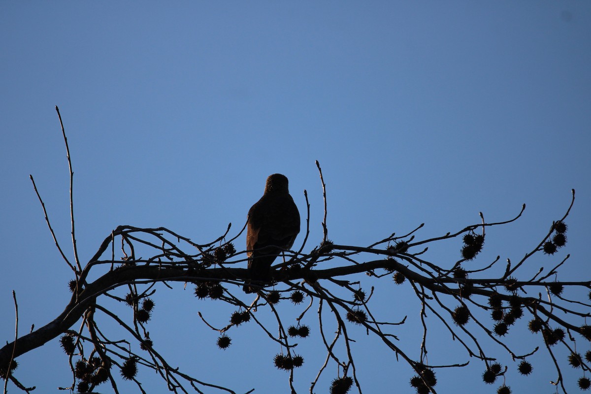 Chimango Caracara - Armando Aranela