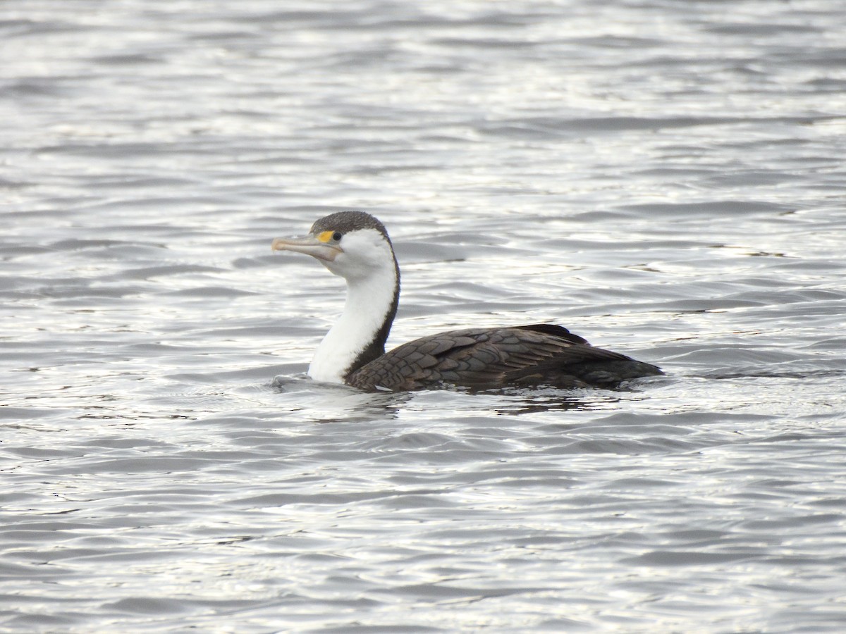 Pied Cormorant - ML620836948