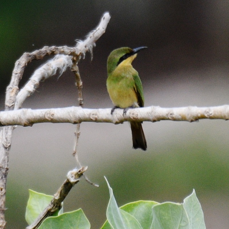 Abejaruco Chico - ML620836952