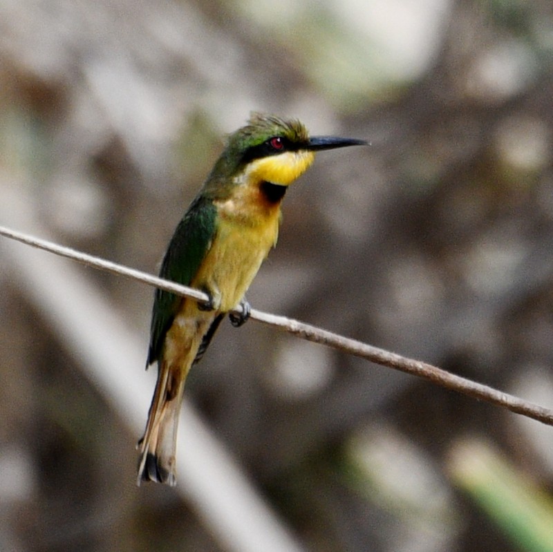 Little Bee-eater - Jos Simons