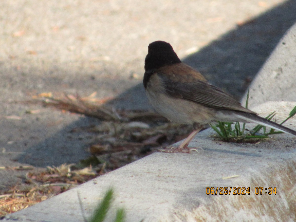 Dark-eyed Junco - ML620836955