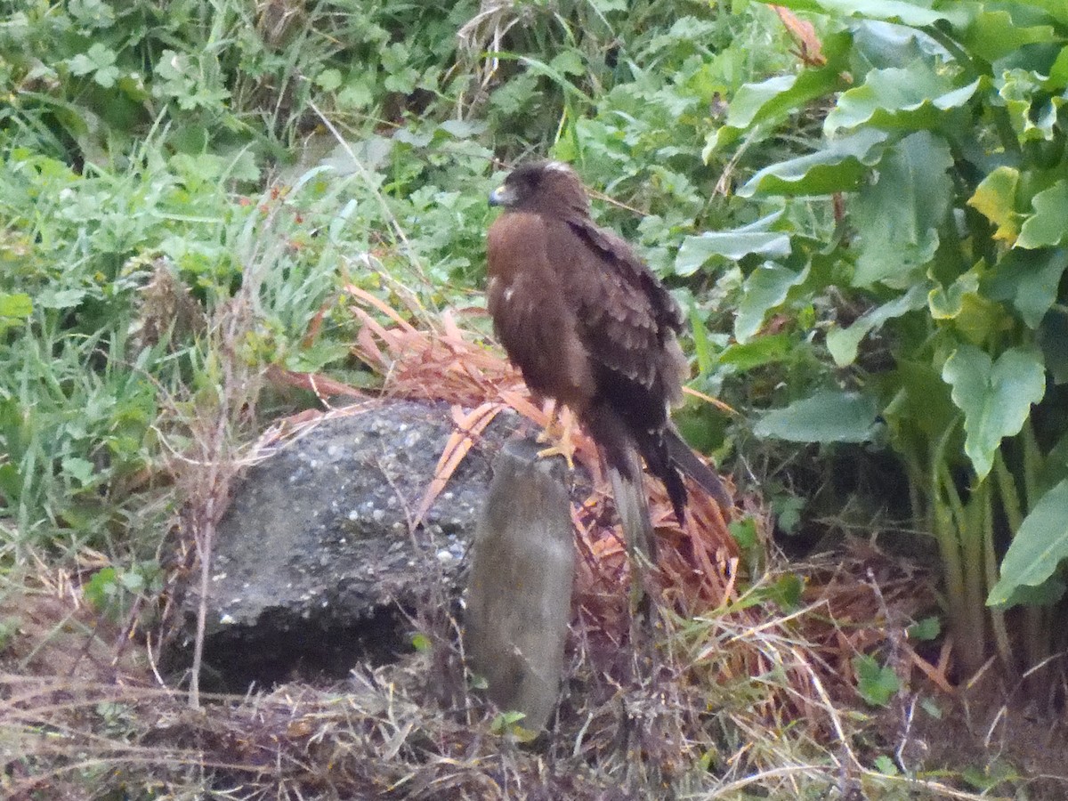 Swamp Harrier - ML620836968