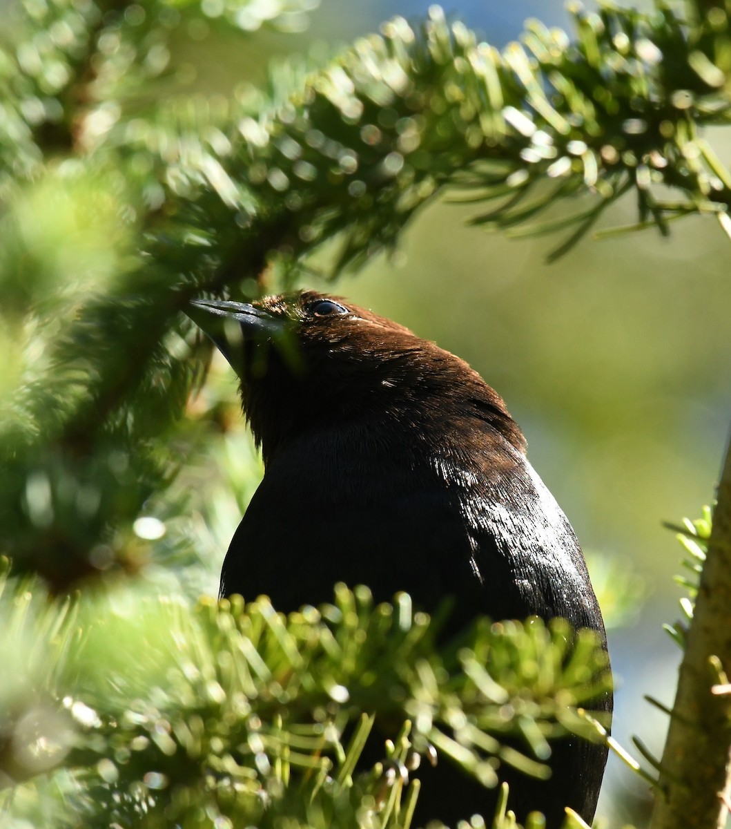 Brown-headed Cowbird - ML620836972