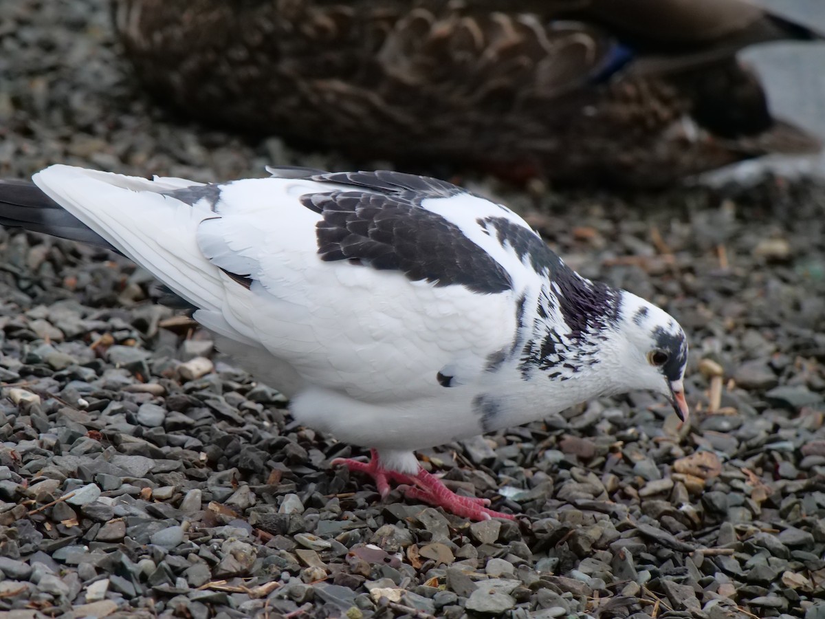 Rock Pigeon (Feral Pigeon) - ML620836983