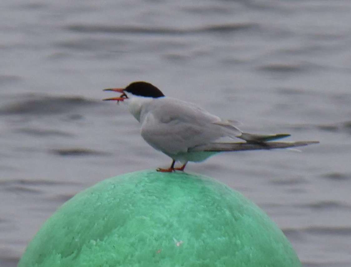 Common Tern - ML620836996