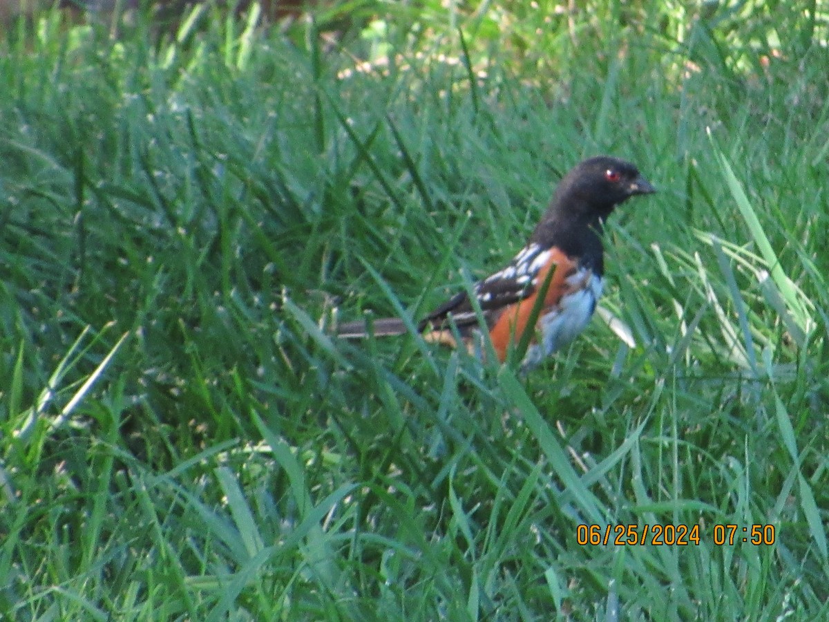 Spotted Towhee - ML620836997