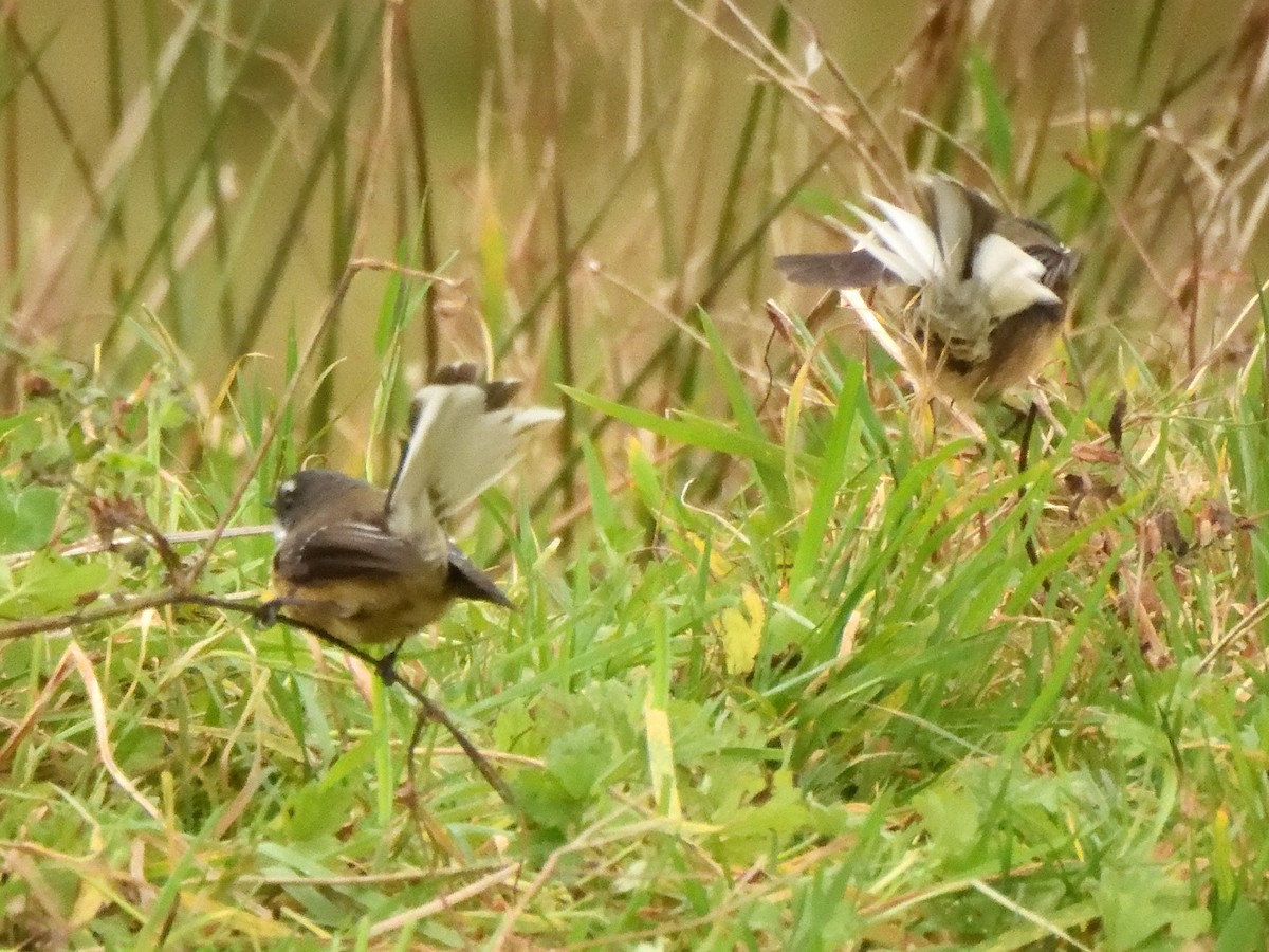 New Zealand Fantail - ML620837003
