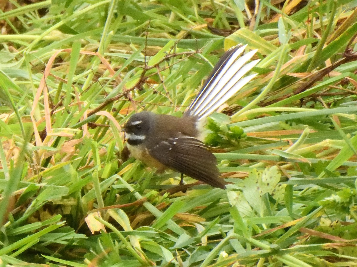 New Zealand Fantail - ML620837004