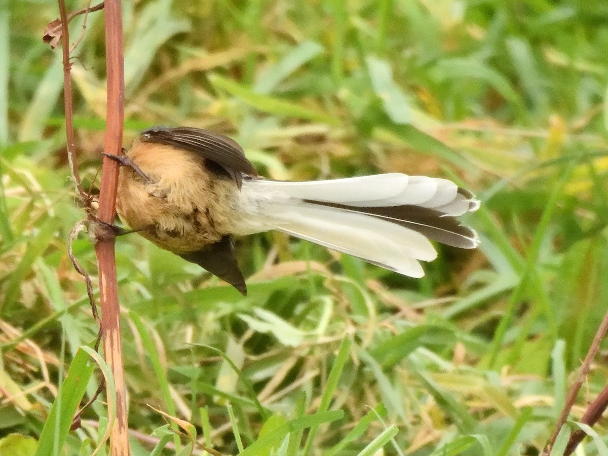 New Zealand Fantail - ML620837005