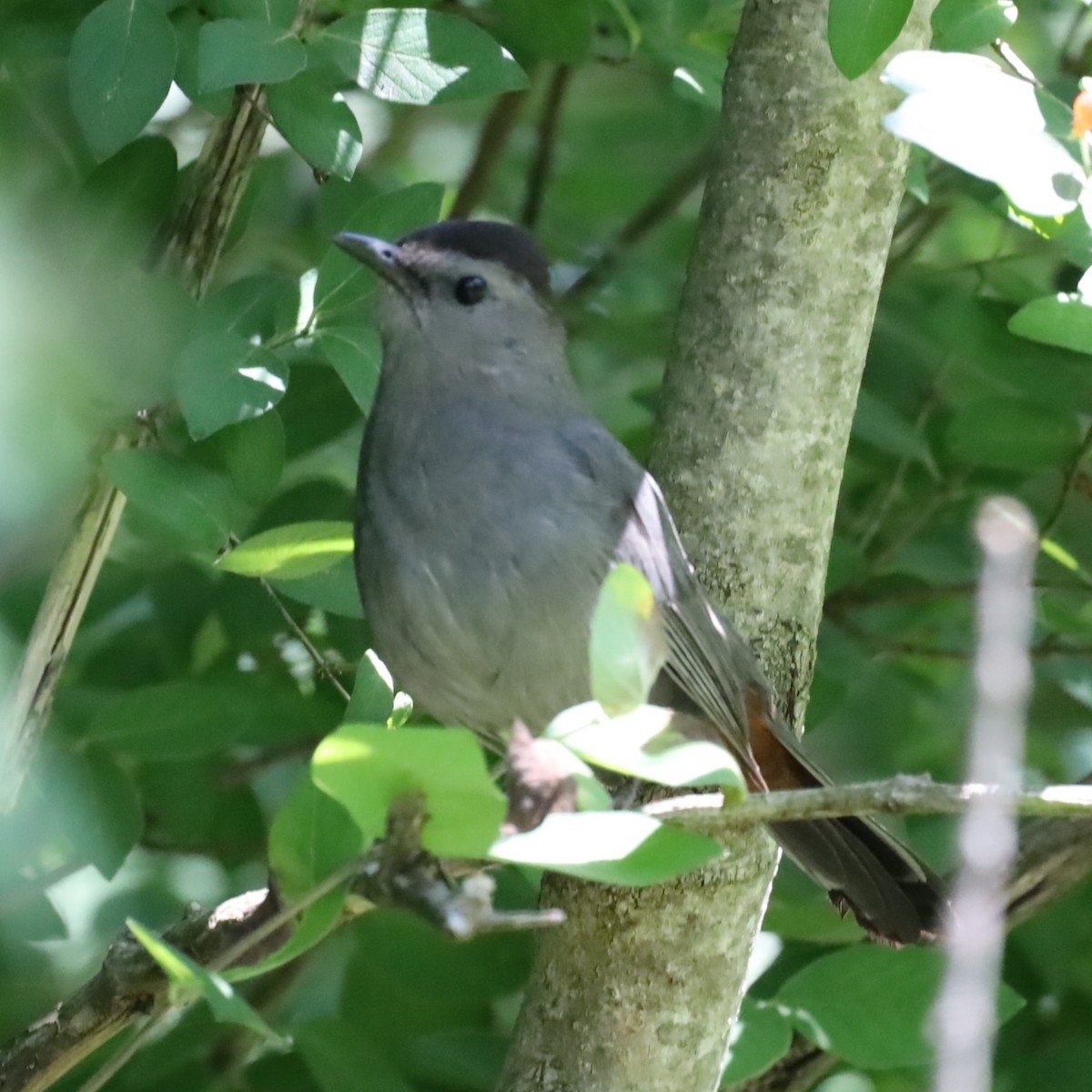 Gray Catbird - ML620837008