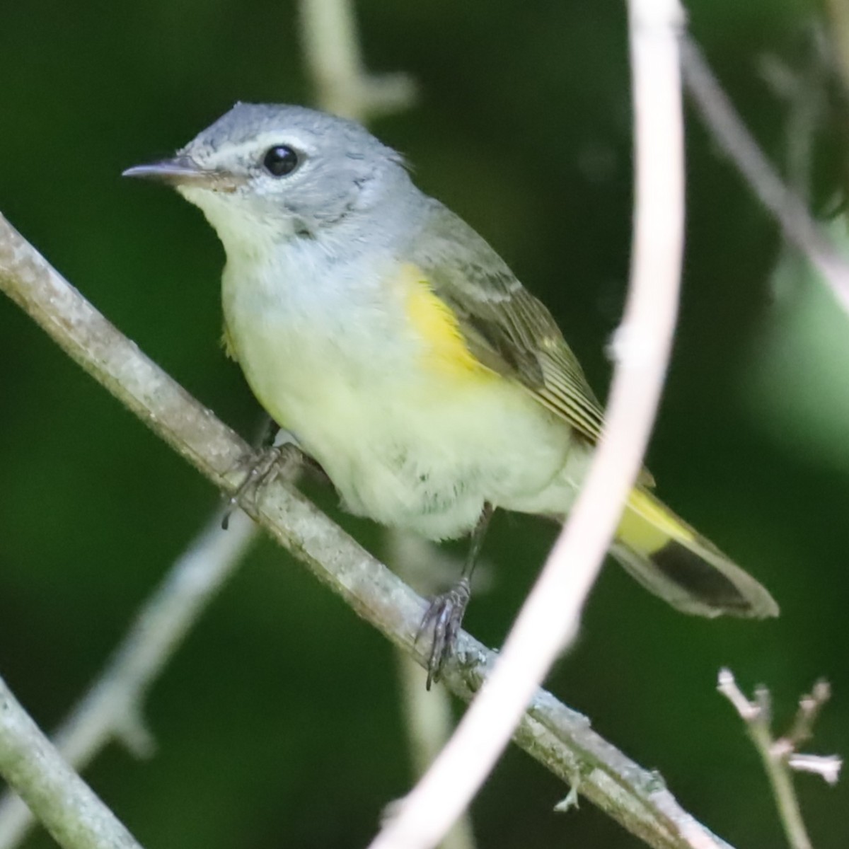 American Redstart - ML620837030