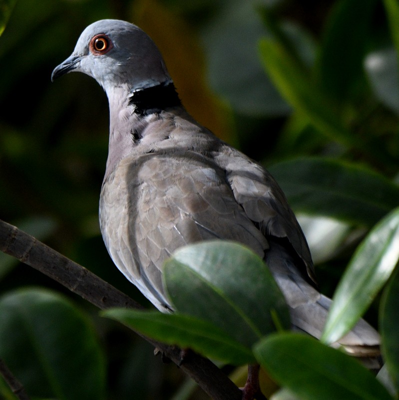 Mourning Collared-Dove - ML620837037