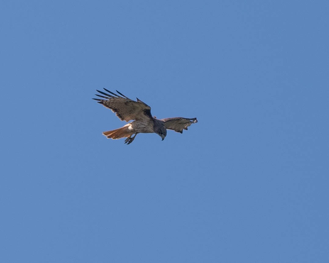 Red-tailed Hawk - ML620837040