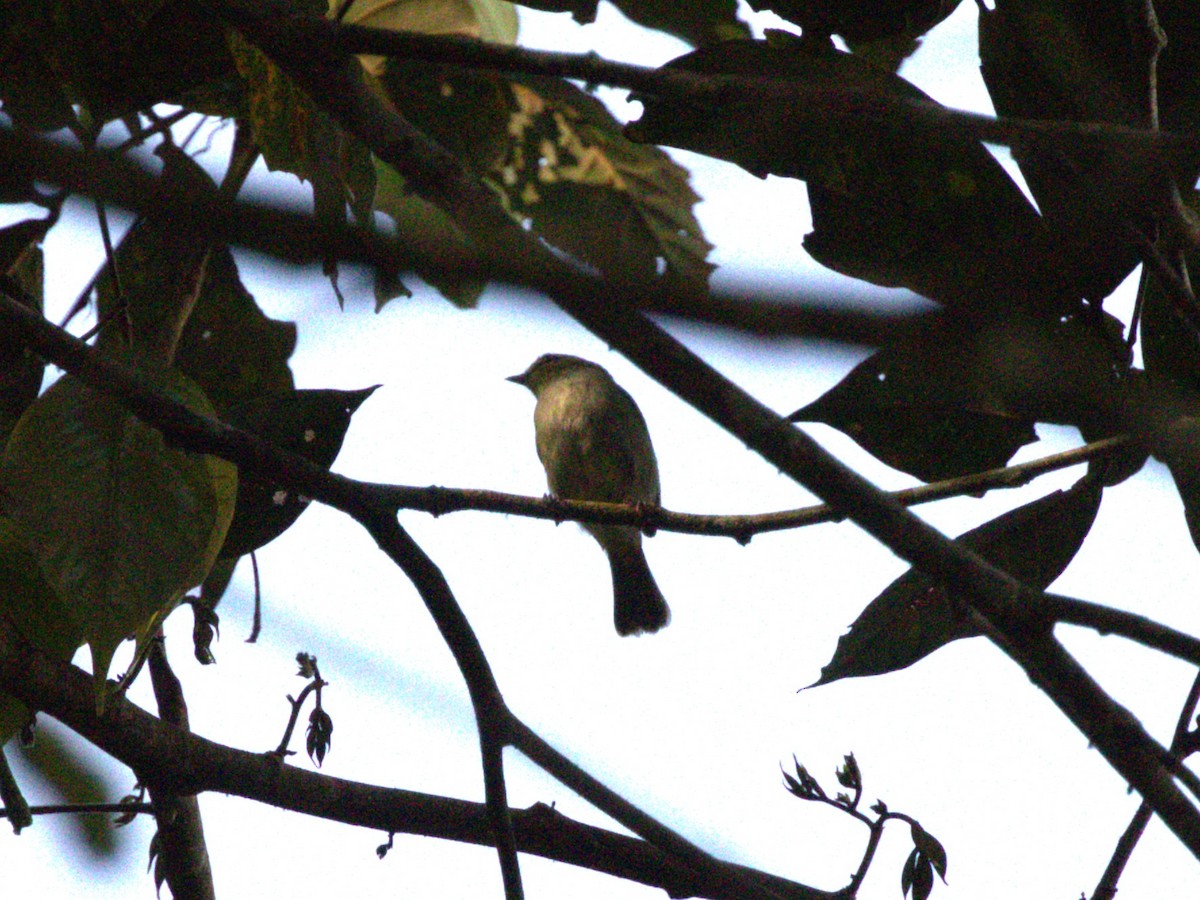 new world flycatcher sp. - ML620837041