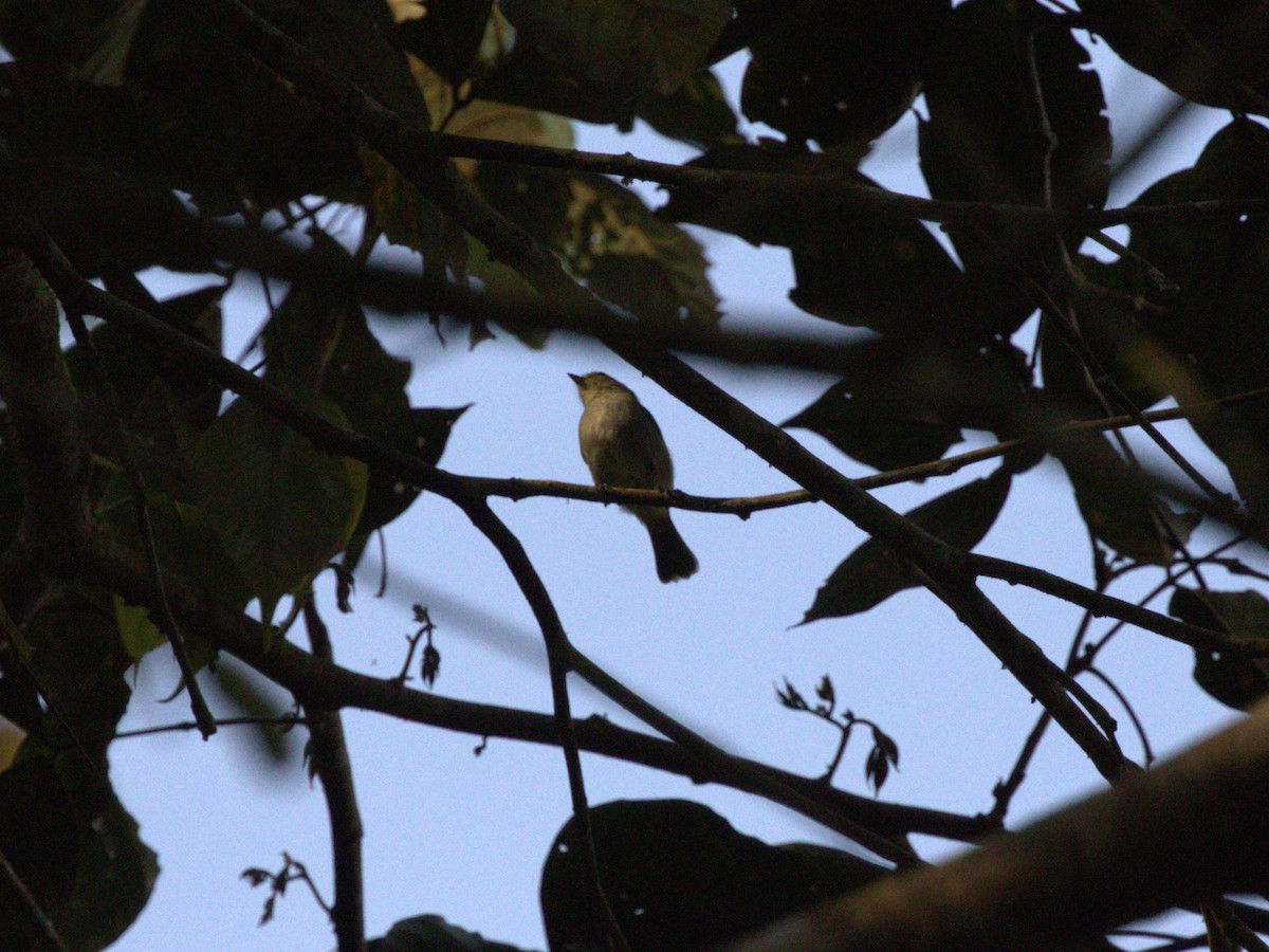 new world flycatcher sp. - ML620837042