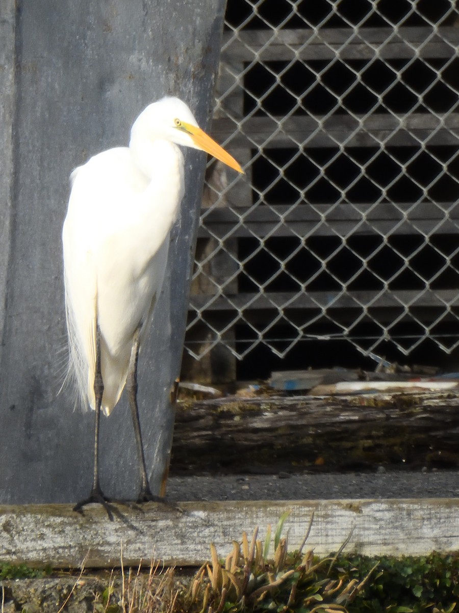 Great Egret - ML620837061