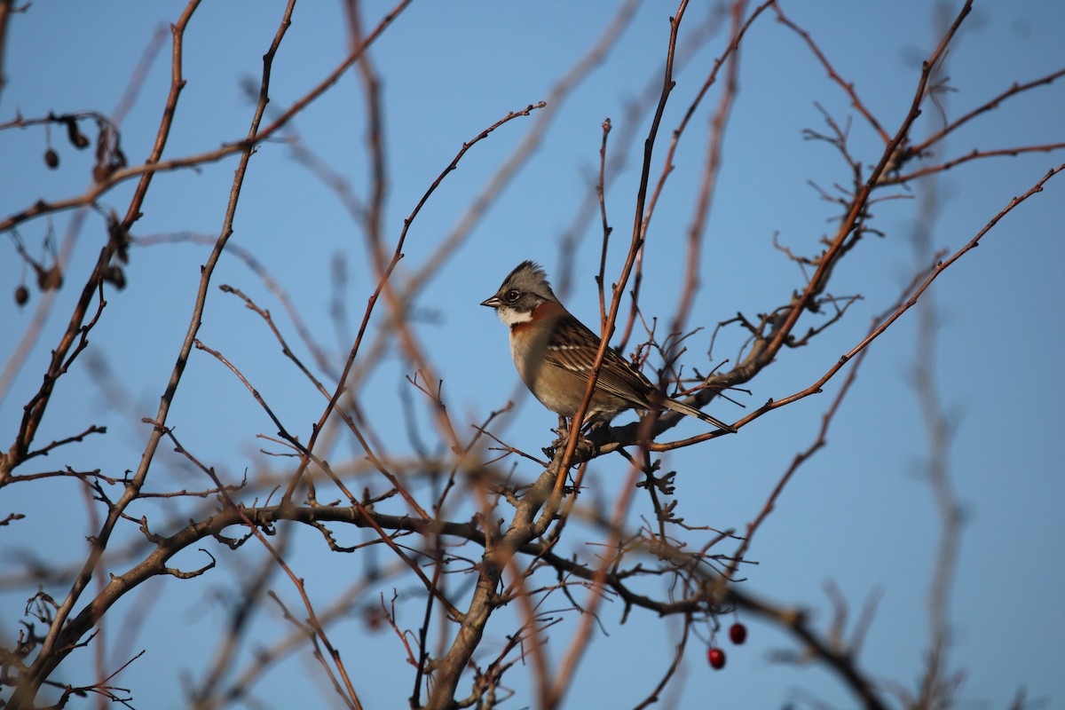 Rufous-collared Sparrow - ML620837070