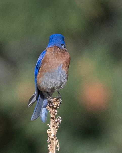 Western Bluebird - ML620837075