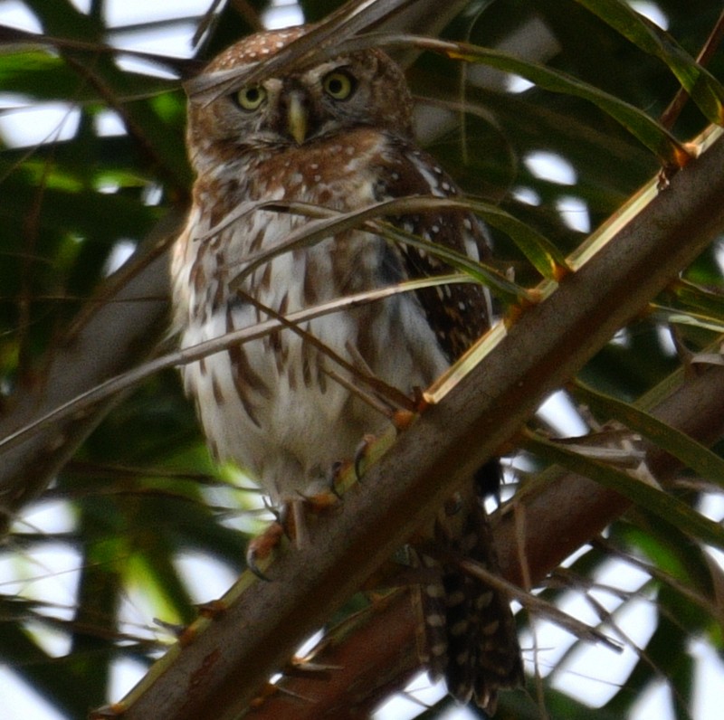 Pearl-spotted Owlet - ML620837078