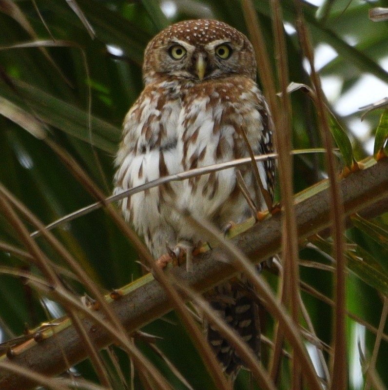 Pearl-spotted Owlet - ML620837079