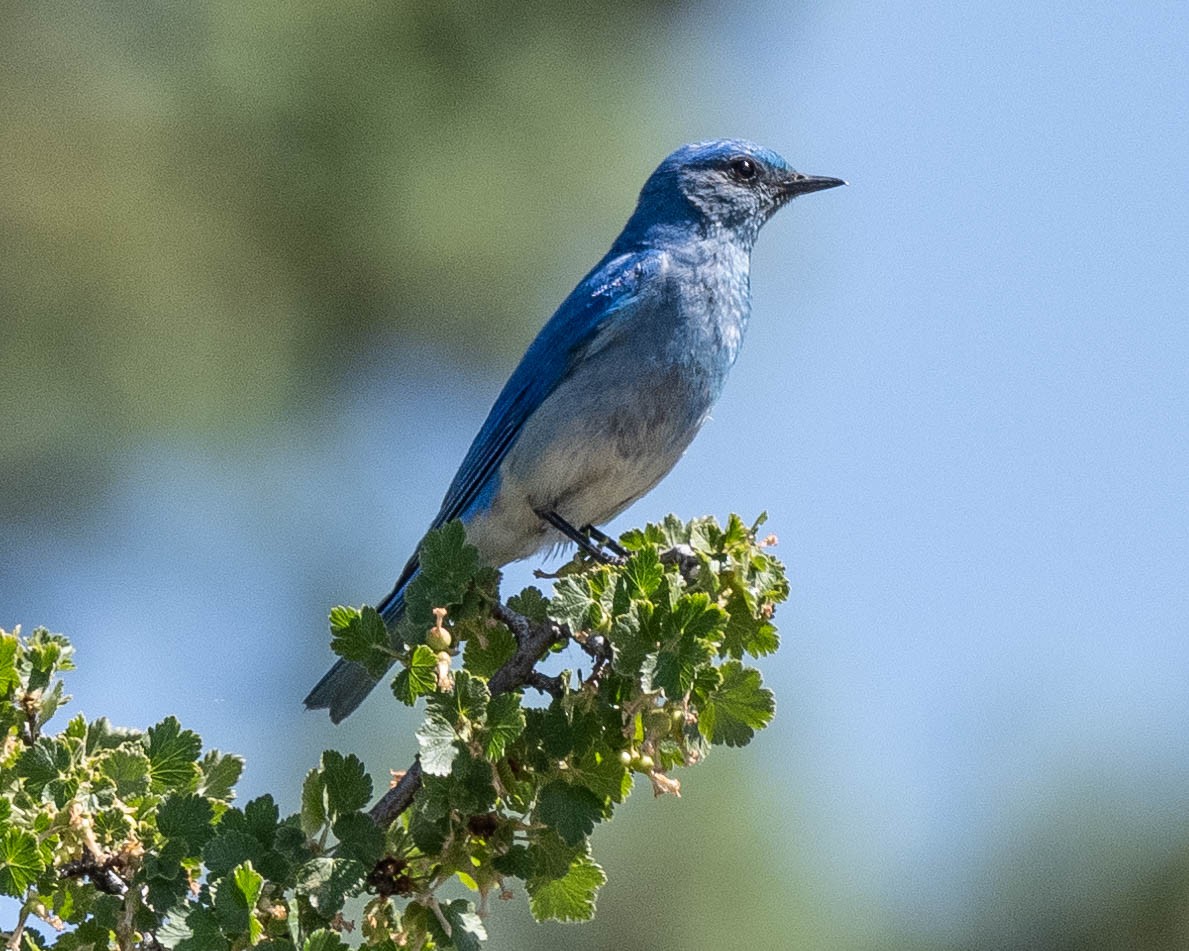 Mountain Bluebird - ML620837083