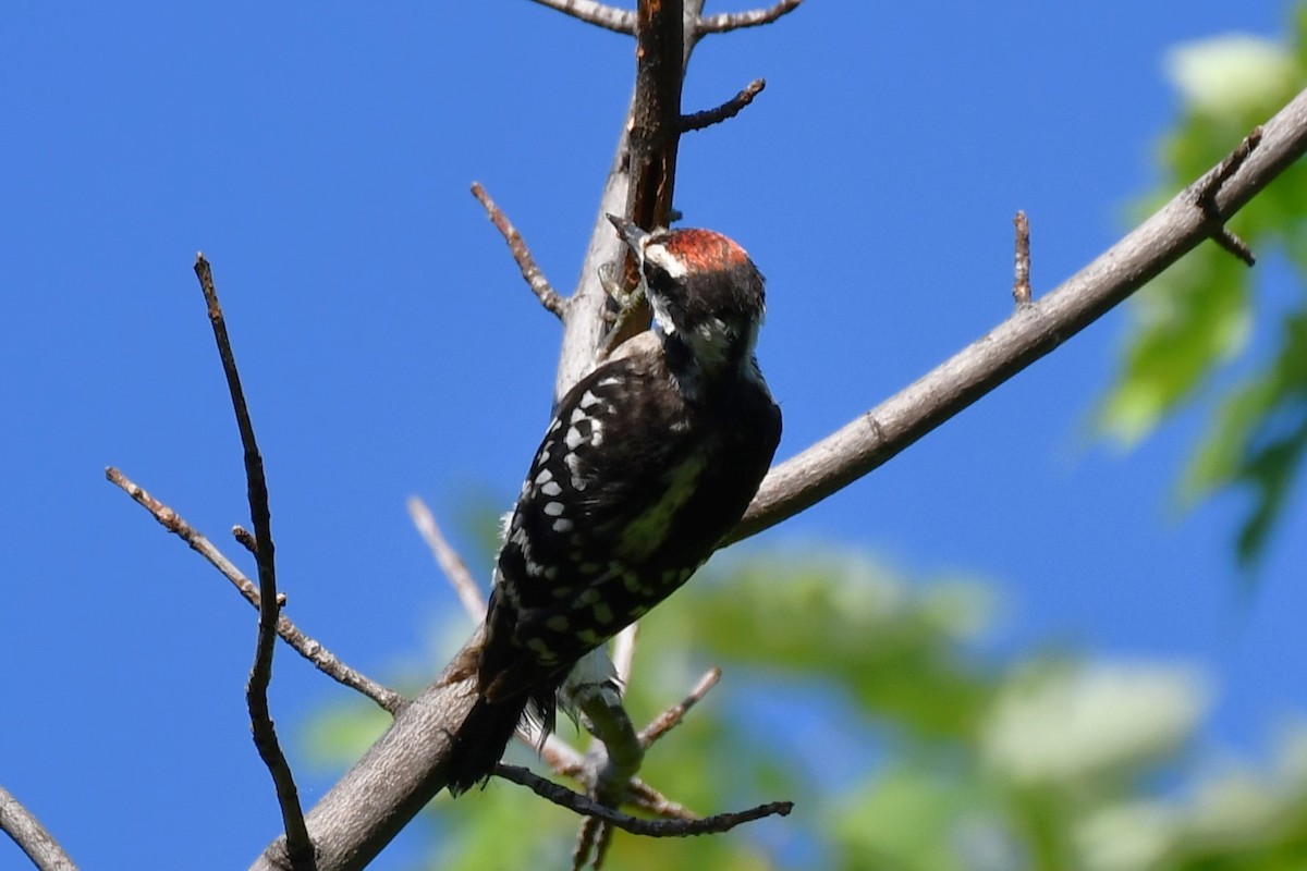 Ladder-backed Woodpecker - ML620837086