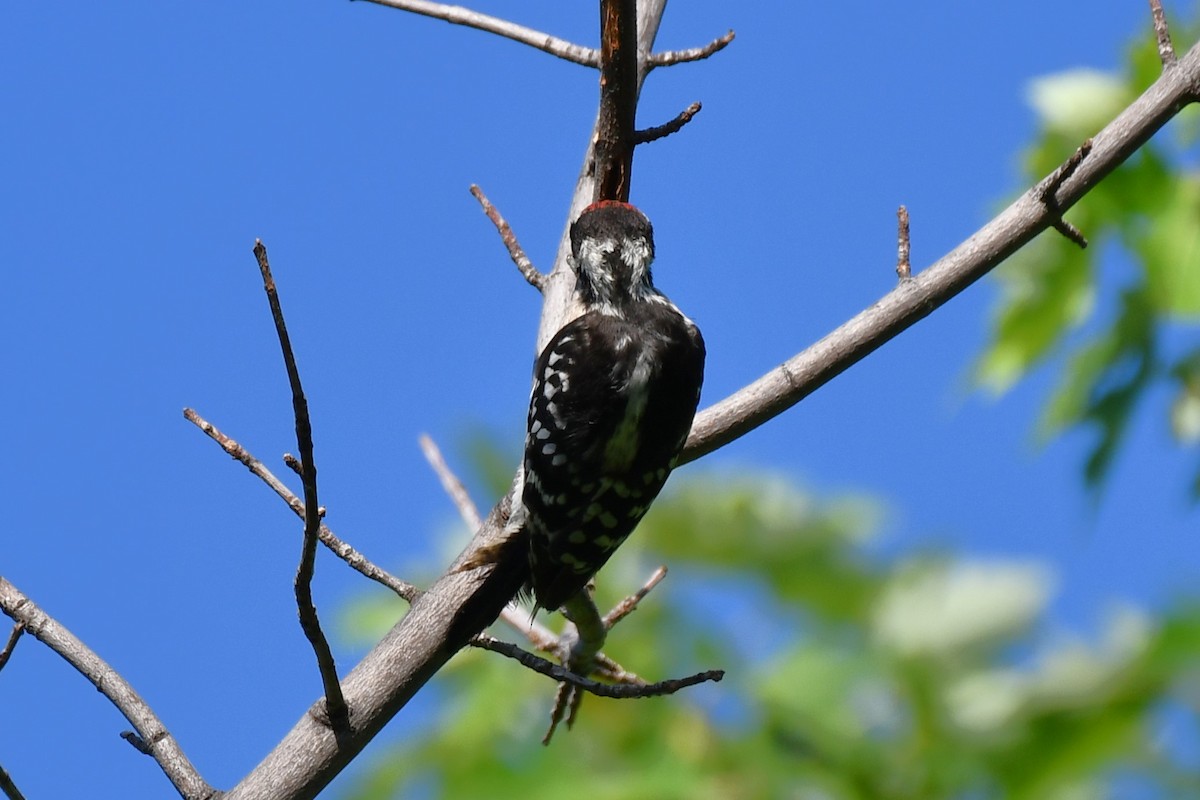 Ladder-backed Woodpecker - ML620837087