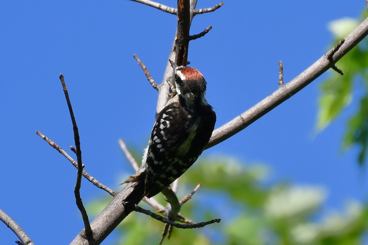 Ladder-backed Woodpecker - ML620837088