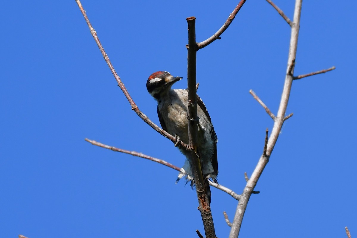 Ladder-backed Woodpecker - ML620837089