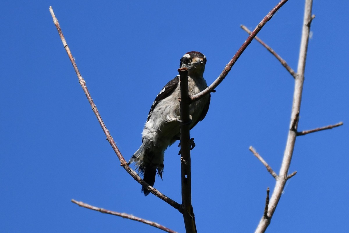 Ladder-backed Woodpecker - ML620837090