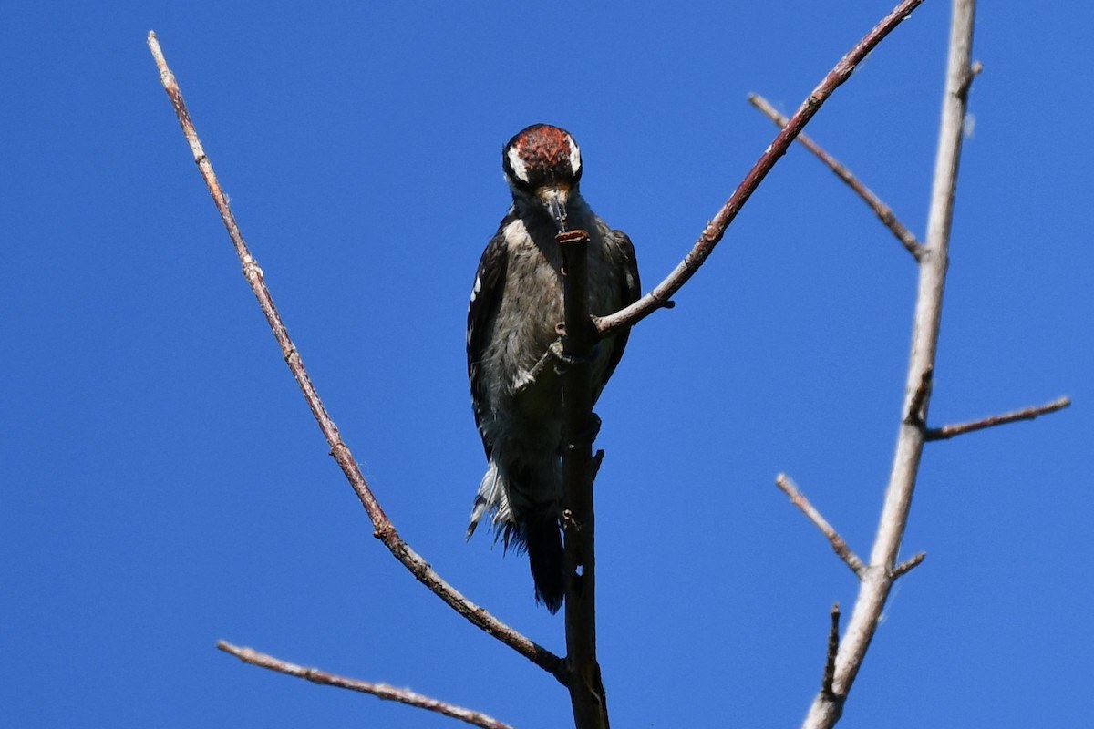 Ladder-backed Woodpecker - ML620837091