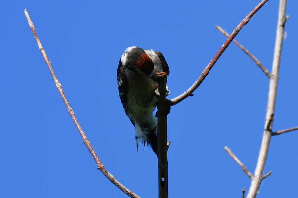 Ladder-backed Woodpecker - ML620837093