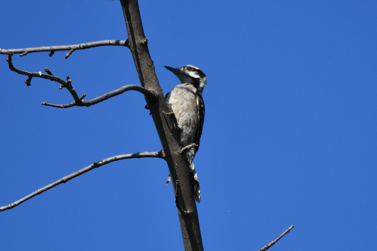 Ladder-backed Woodpecker - ML620837095